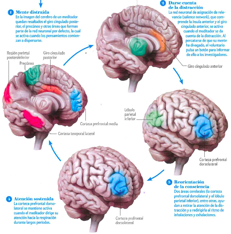 ¿Qué es Mindfulness?